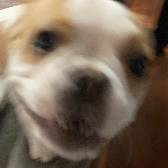 Meet your Posher, Sydney - Picture 1 of 1